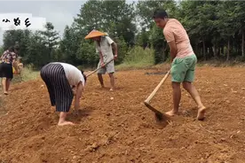 小农乡教你种藠头，记住这两点，种的藠头又大又多，赶紧收藏起来