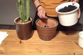 仙人掌换盆，小盆换大盆视频封面