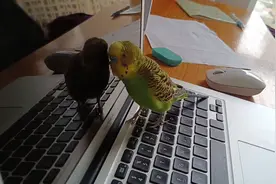 鹦鹉先生照镜子，分享如何喂养虎皮鹦鹉，以及如何教鹦鹉说话