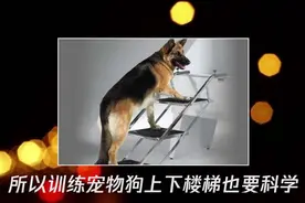 爬楼梯对狗有伤害吗视频封面