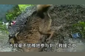 流浪狗住的洞被水淹，狗妈妈哭着钻进洞里救孩子，大叔也赶来帮忙视频封面
