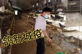 什么是鸽子新城疫，那些症状表现