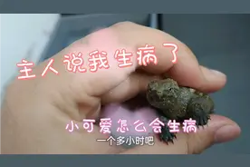 龟得了水霉病怎么办？