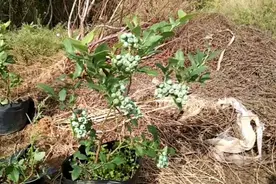 帮朋友买了60棵挂果蓝莓，看这苗的质量，20一棵，值吗？视频封面