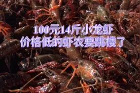 100元14斤小龙虾.价格跌倒谷底，养虾的老板想要跳楼啦