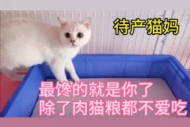 看看猫妈在生产前是多么的小心和警惕的！主人应该怎样安抚猫妈呢