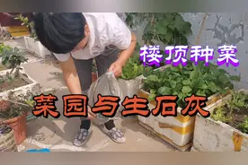 楼顶种菜，一定要用对生石灰，原来它的好处这么多！视频封面