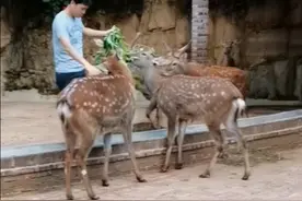 鹿哥骑鹿了😃😃视频封面
