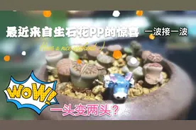 脱了皮的PP叫什么？新裤子吗？最近来自PP的惊喜一波又一波！