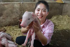 猪价一路飙升，家里母猪一窝生了15仔，小乔：这下俺妈发财了视频封面