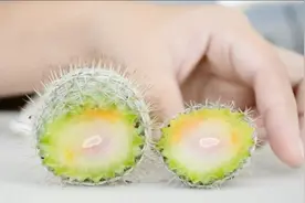 一招解决仙人球烂根，15天起死回生过程只用三分钟视频封面