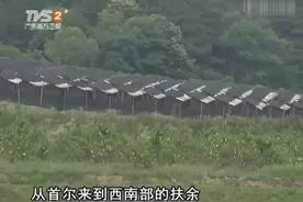 妹子来到人参基地，先挖的人参，直接塞进嘴里吃