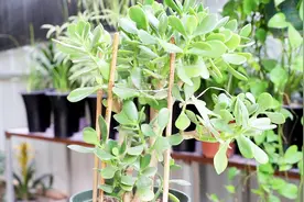 夏季玉树叶片干瘪，原因有三，及时纠正，叶肥绿，变“老桩”