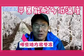 苹果能耐多少低温,哪些地方容易冻害,你的苹果会冻坏吗视频封面