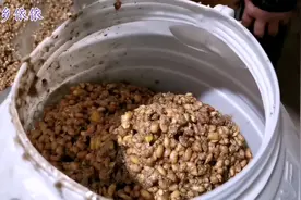 “水豆豉”，贵州人几乎都喜欢它，用柠檬草水来泡更加香。视频封面