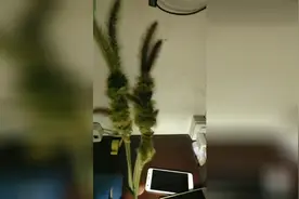 狗尾巴草的玩法教程