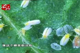 TY病毒应该怎么预防呢？专家提出系统解决方案，一起来学习一下吧