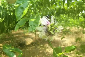北方比较少见的百香果，排毒养颜，延缓衰老，特别适合女性食用视频封面