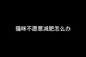 一招教你如何让猫咪自觉运动