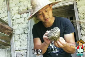 农村小伙发现马蜂窝，用一招轻松搞定，你也可以做到
