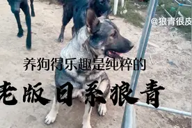 东北第一犬 老版日系狼青 每天吃饭都吃什么？ 只吃肉么？视频封面