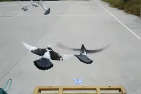 小伙子老拿小鸽子在50公里内训放？到底为了什么，有什么目的视频封面