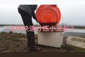 分拣小龙虾太慢？老陈分享的方法，让分拣速度立马快几倍！