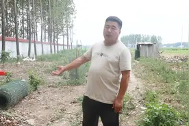 想养好鹅草不能少，养1000只鹅需要种多少草？听听老张怎么说视频封面