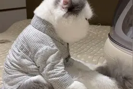 猫咪被主人冷落，委屈巴巴的瘫坐在地上：你还不过来哄哄我吗视频封面