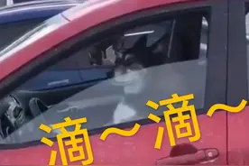 二哈坐在车里按喇叭，成精了视频封面