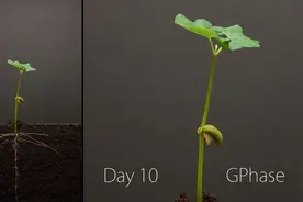 豆子25天快速生长过程，超级美