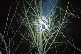 终于知道野斑鸠晚上住在哪里了，一棵树上最多十三只，真多啊！视频封面