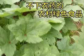 常见秋葵叶这样做吃营养丰富，还可以晒干泡茶喝对身体好处多多