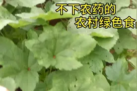 常见秋葵叶这样做吃营养丰富，还可以晒干泡茶喝对身体好处多多视频封面