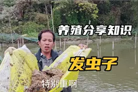 农村大叔高密养塘角鱼，用豆腐渣发虫子喂，30斤豆腐渣发很多虫视频封面