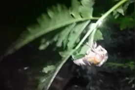 河南特产知了猴 爬蚱  带你体验捕捉过程！