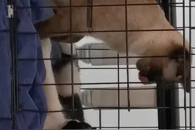 超萌猫咪互舔视频封面