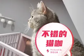 江汉路附近不错的猫咖，主要都是高颜值布偶喵