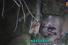 罕见狼和美洲豹狭路相逢，狼被咬死视频封面