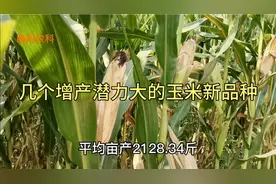 这几个玉米品种增产潜力大，最适宜河南种植