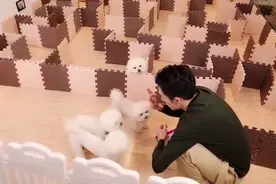 李佳琦狗狗家族迷宫挑战！Never女明星在线拜拜！