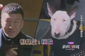 哈哈哈，长得像黄渤的秋田犬和长得像孙红雷的牛头梗视频封面