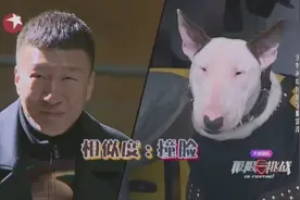哈哈哈，长得像黄渤的秋田犬和长得像孙红雷的牛头梗视频封面