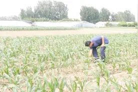 玉米侧芽掰不掰有啥区别？为了高产，农户应该这样做