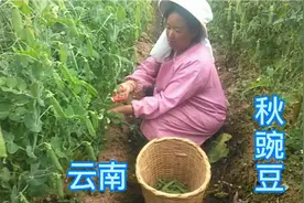 10月至11月份，云南秋豌豆己经成熟了，农民每天都在摘豌豆卖