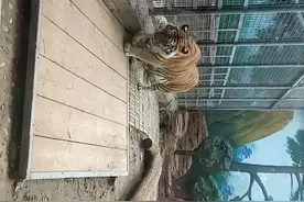 大老虎强悍凶猛，体色最美。“百兽之王”我们一起来看一下吧视频封面