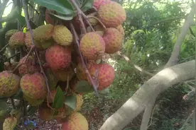 广西灵山荔枝之乡， 吃不腻的九里香成熟啦视频封面