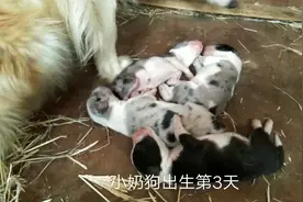 小奶狗出生没睁眼，看看它是怎样找到狗妈吃奶的