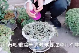 家里的植物长白粉病别慌，不用打药，用小苏打喷一喷就能轻松解决