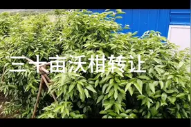 三十亩沃柑园转让能卖60万吗？视频封面